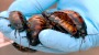 Urlauber aufgepasst! Experten warnen vor „Super-Kakerlaken“ auf Mallorca | News | BILD.de